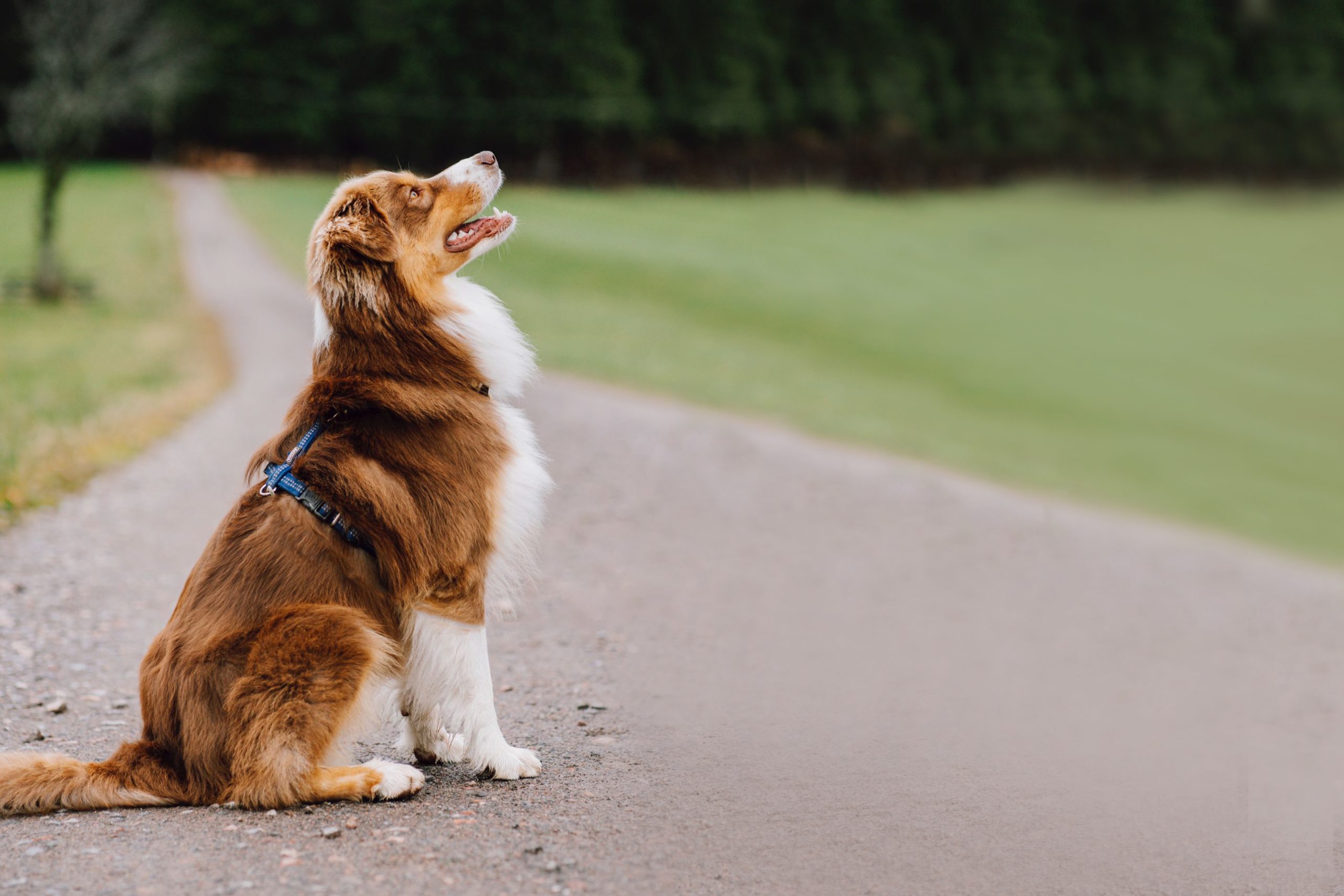 Leo beim Einzeltraining in der N.A. Dogs Hundeschule Freiburg