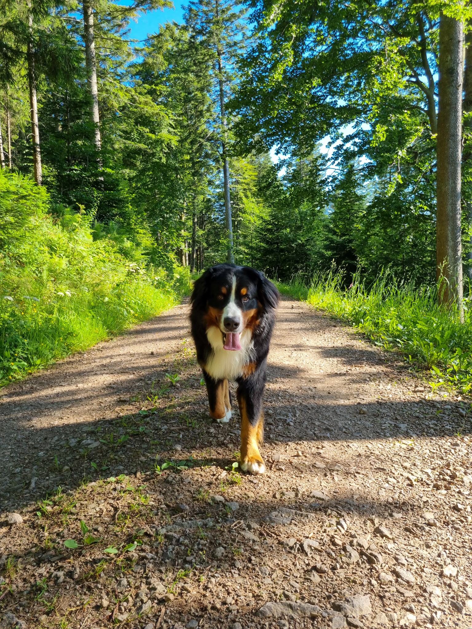 Buddy beim Spaziergang