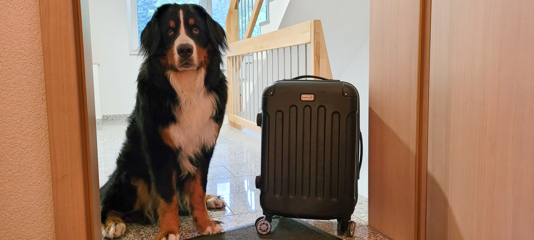 Berner Sennenhund mit Koffer