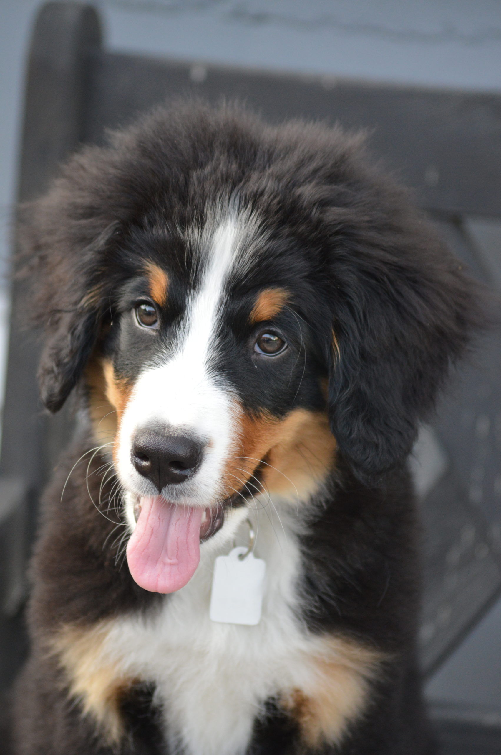 Bernersennenhund Buddy als Welpe