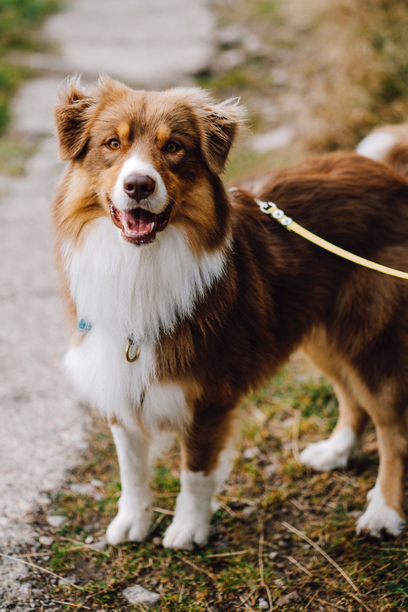 Australian Sheperd Leo im Hundetraining bei N.A.Dogs