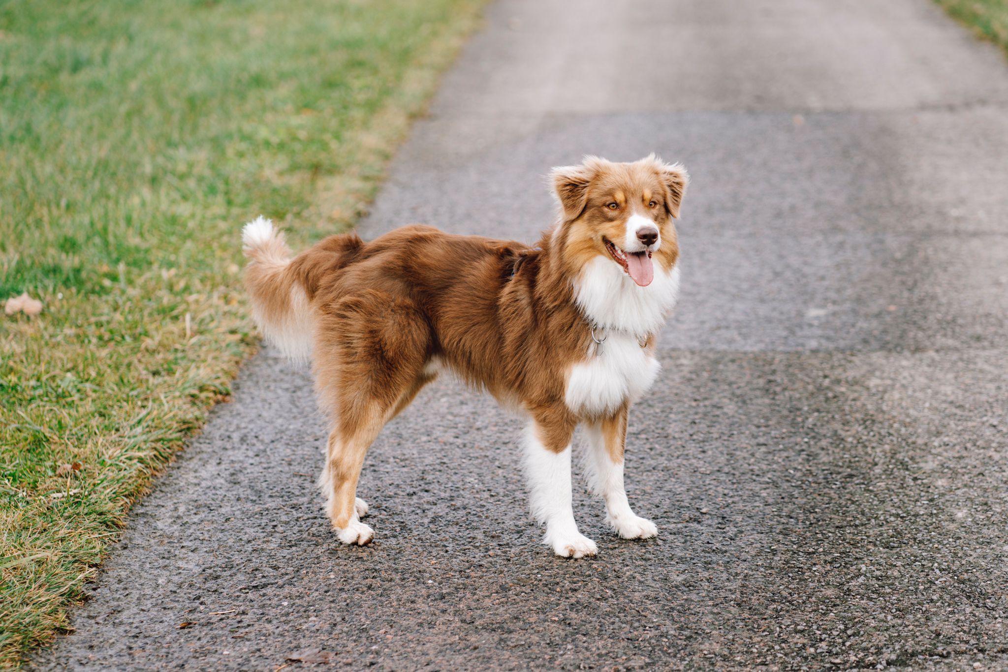 Australian Sheperd Leo