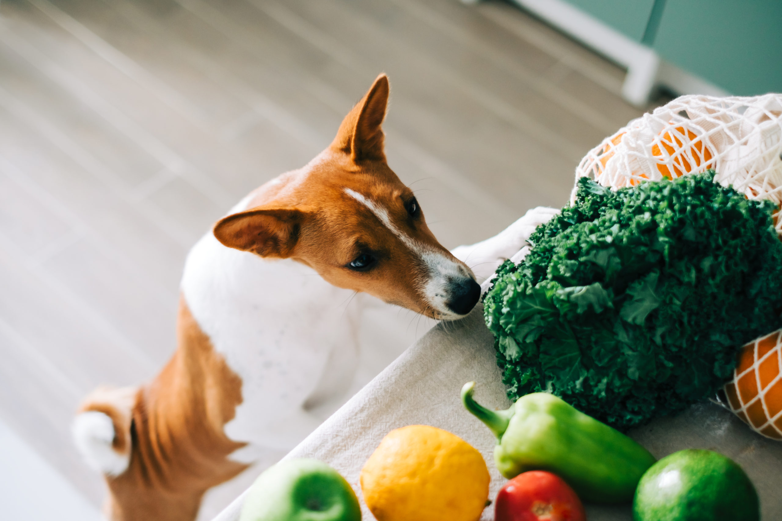 Curious Basenji dog puppy climbs on the table with fresh vegetables at home in the kitchen.