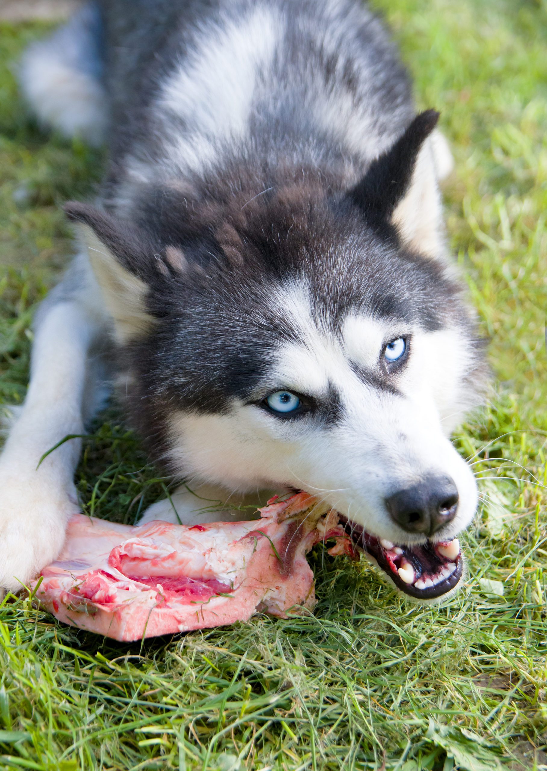 Husky dog eat bone on meadow. Close up