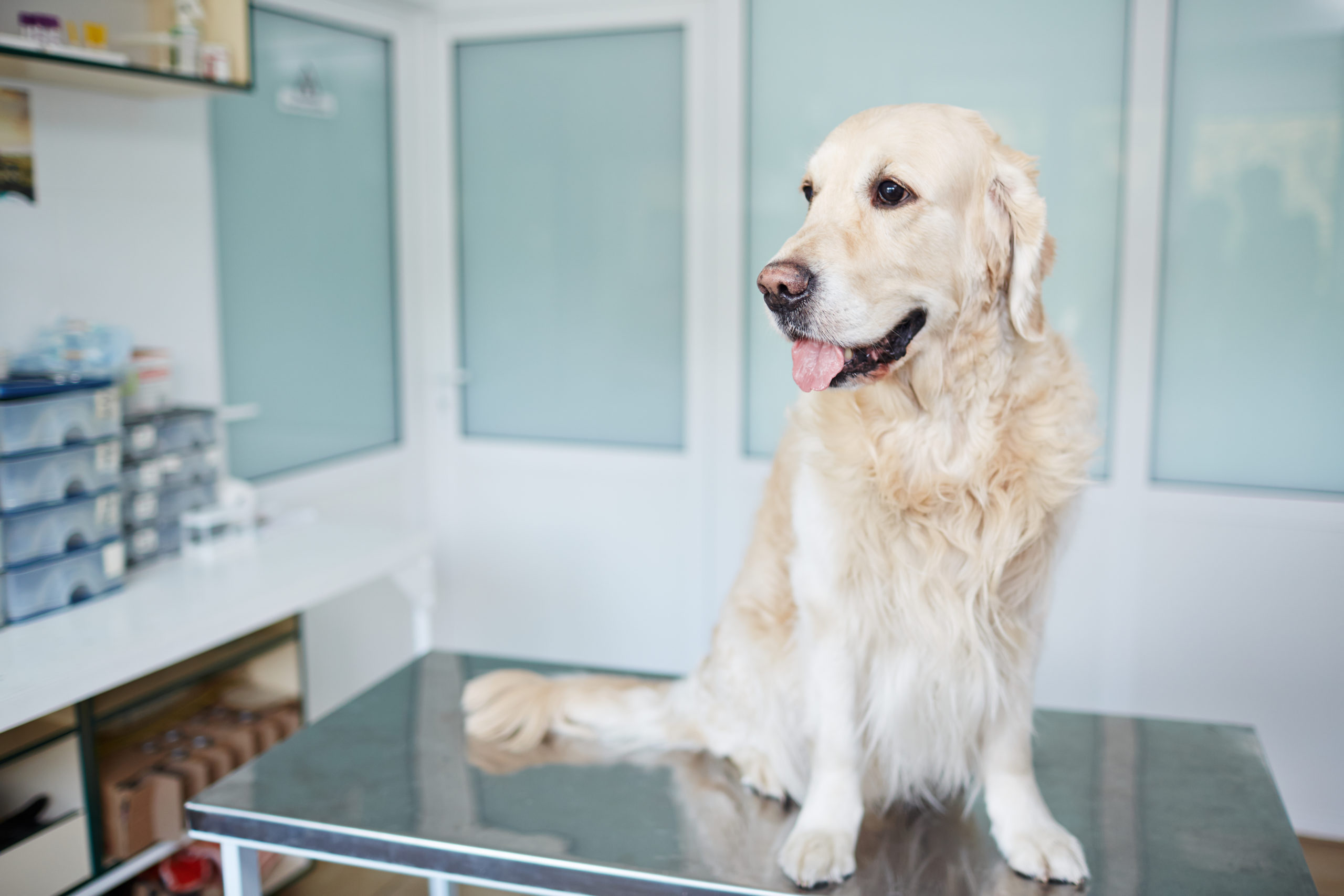 Purebred dog sitting on table in vet clinics