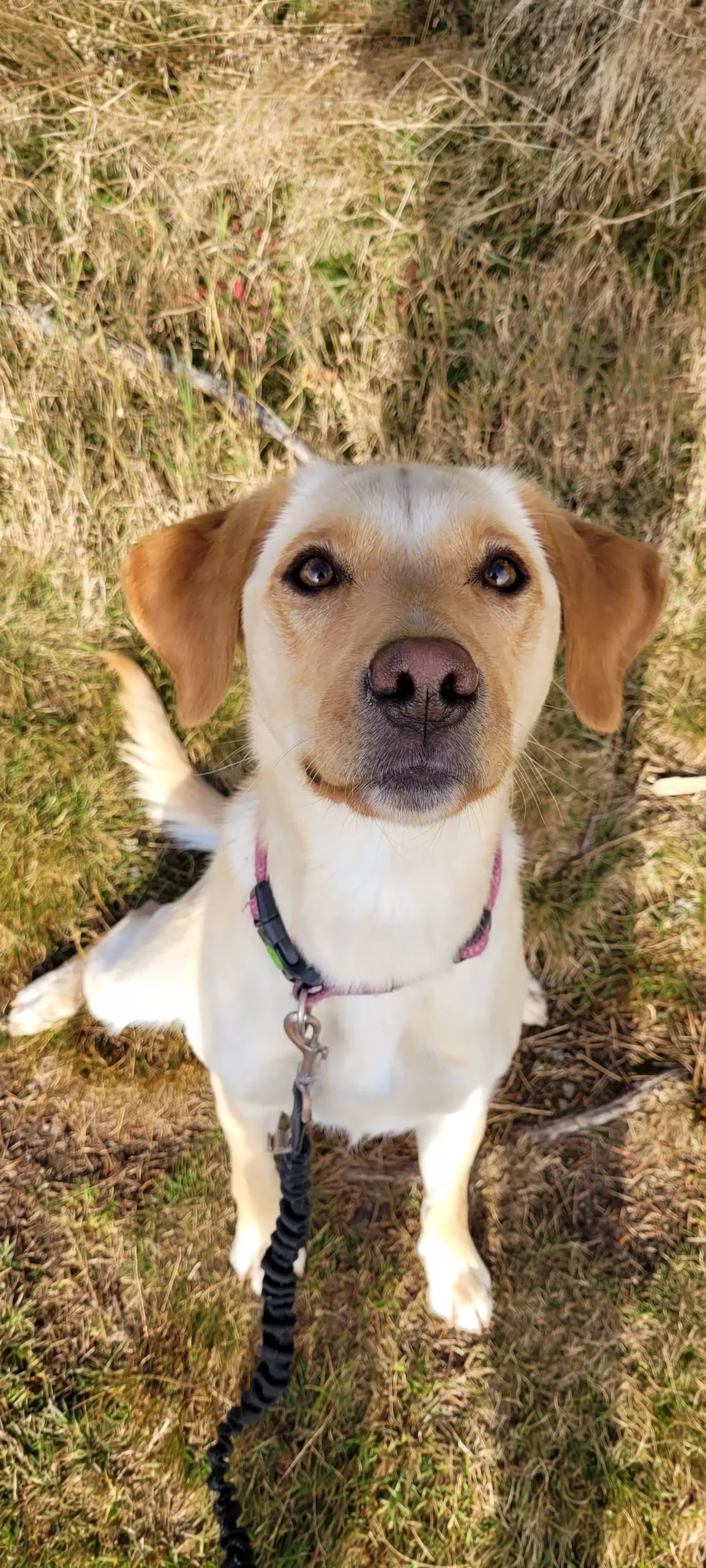 Labrador Junghund sitzt und schaut in die Kamera