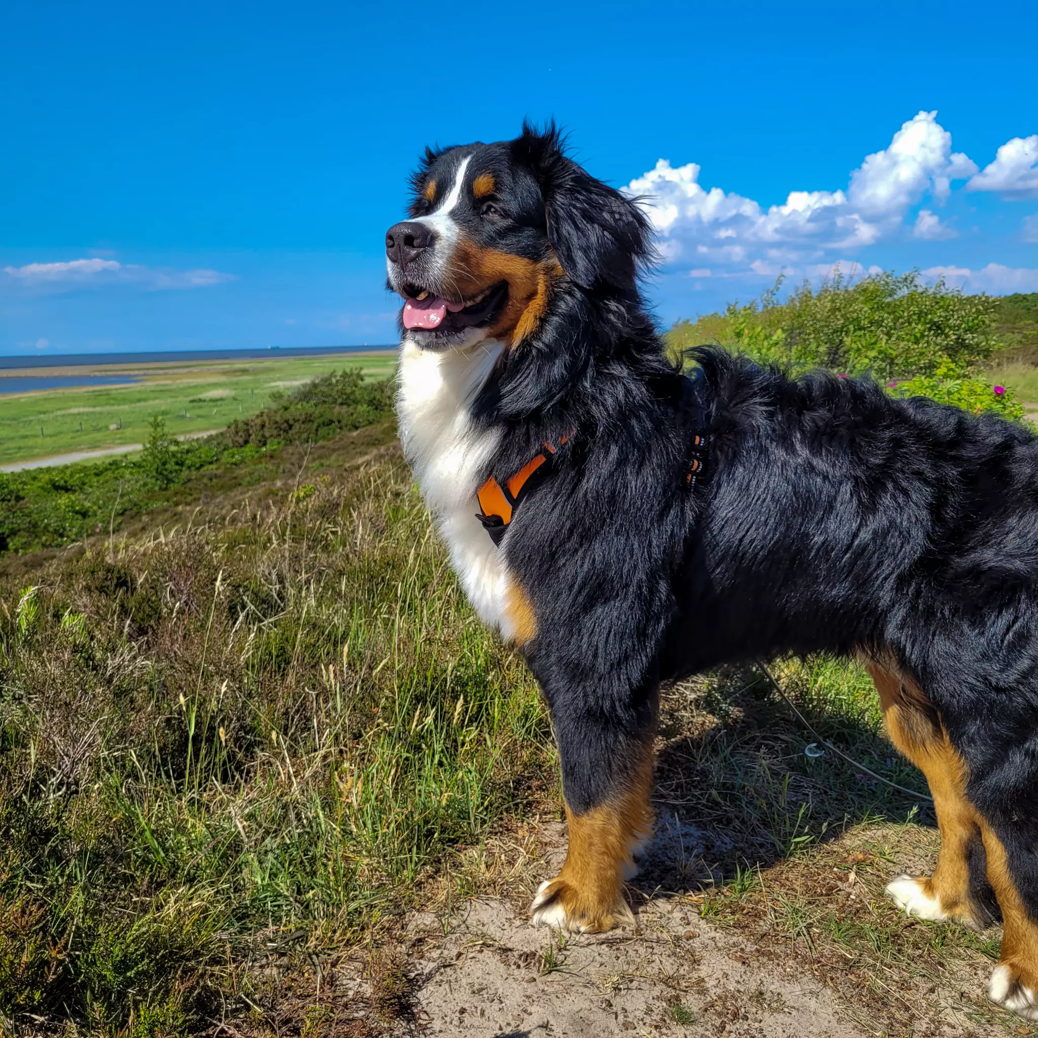 Berner Sennenhund an der Nordsee