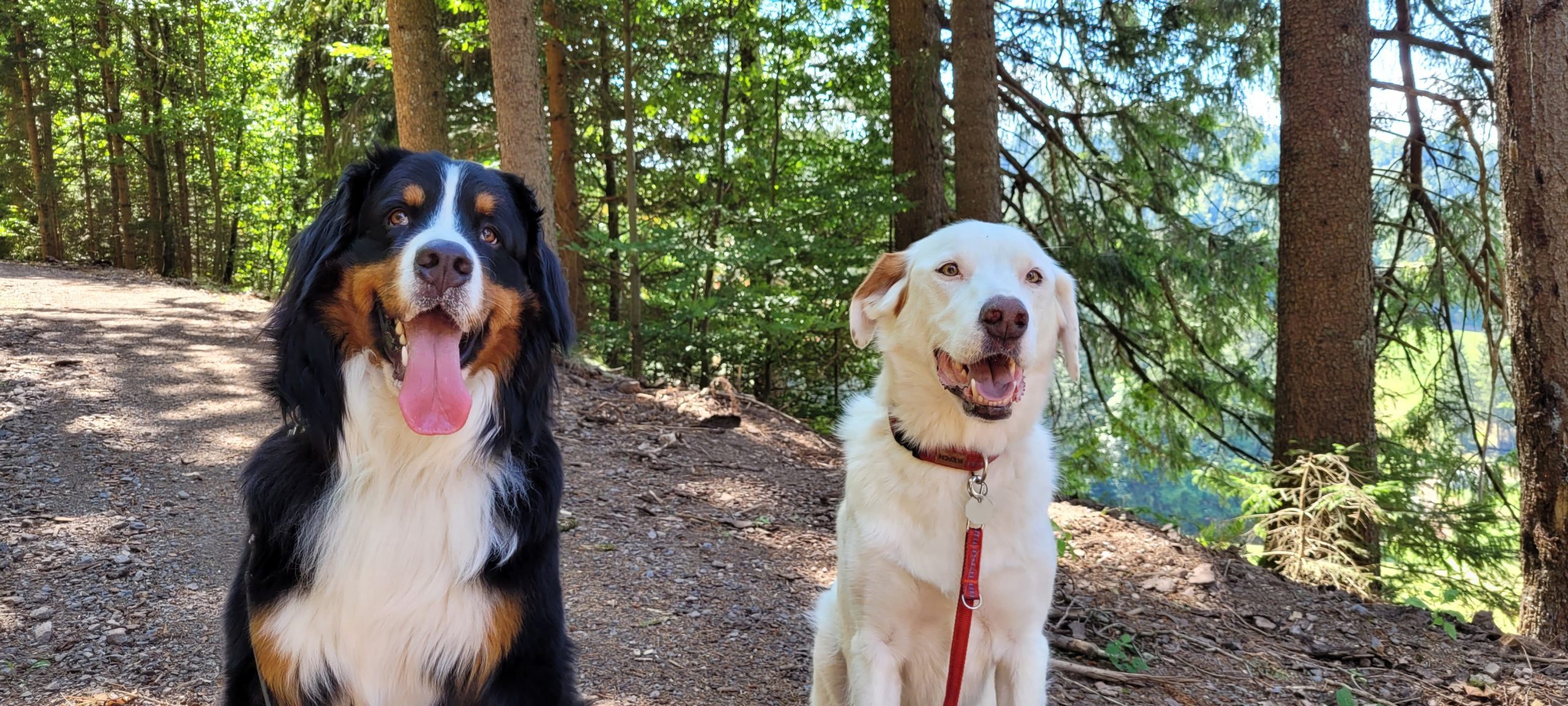 Mischling Mambo und Berner Sennenhund Buddy in der Hundeschule in Freiburg