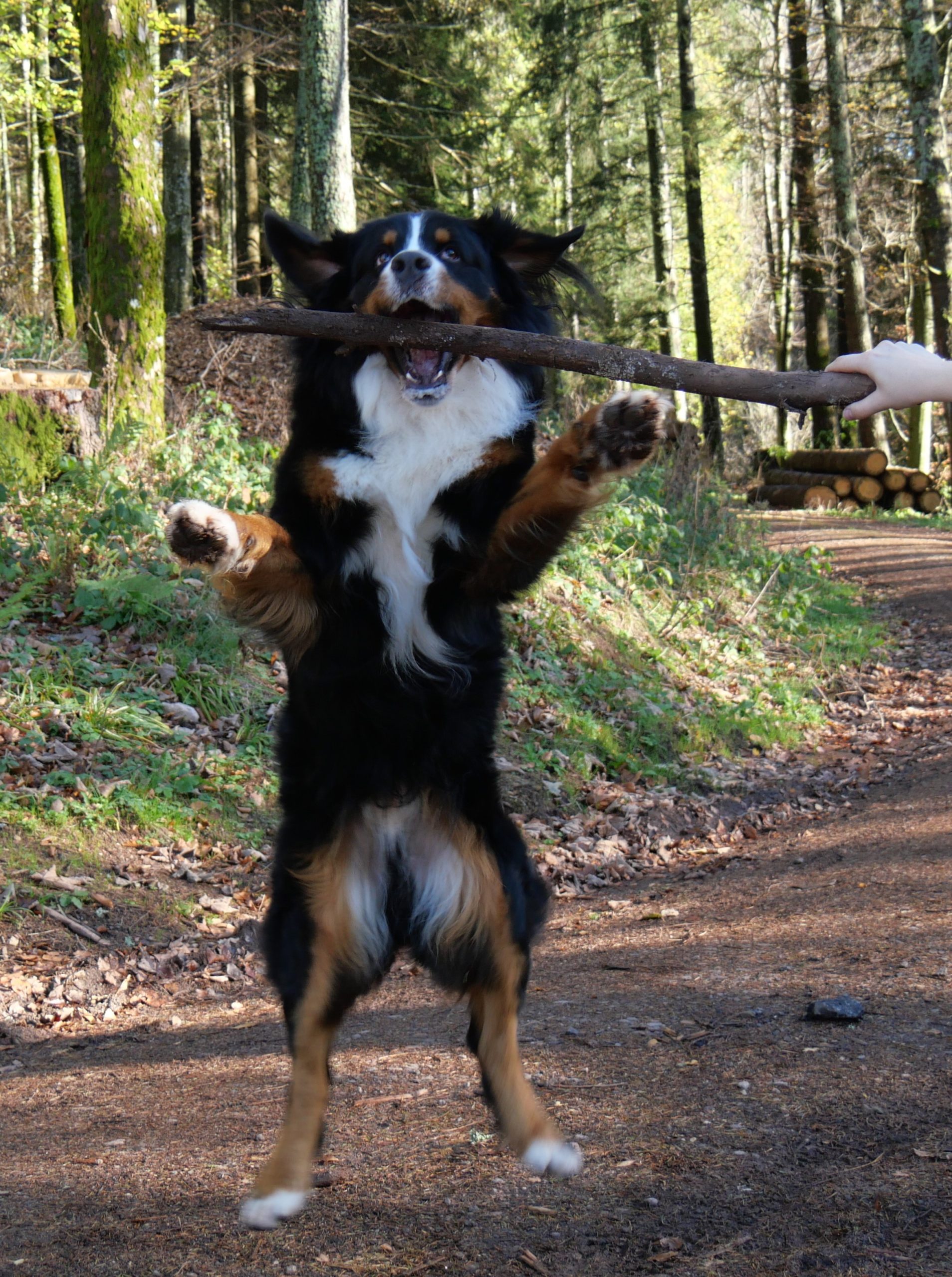 Buddy beim Training mit Nadja Amann von der Hundeschule N.A.Dogs Freiburg