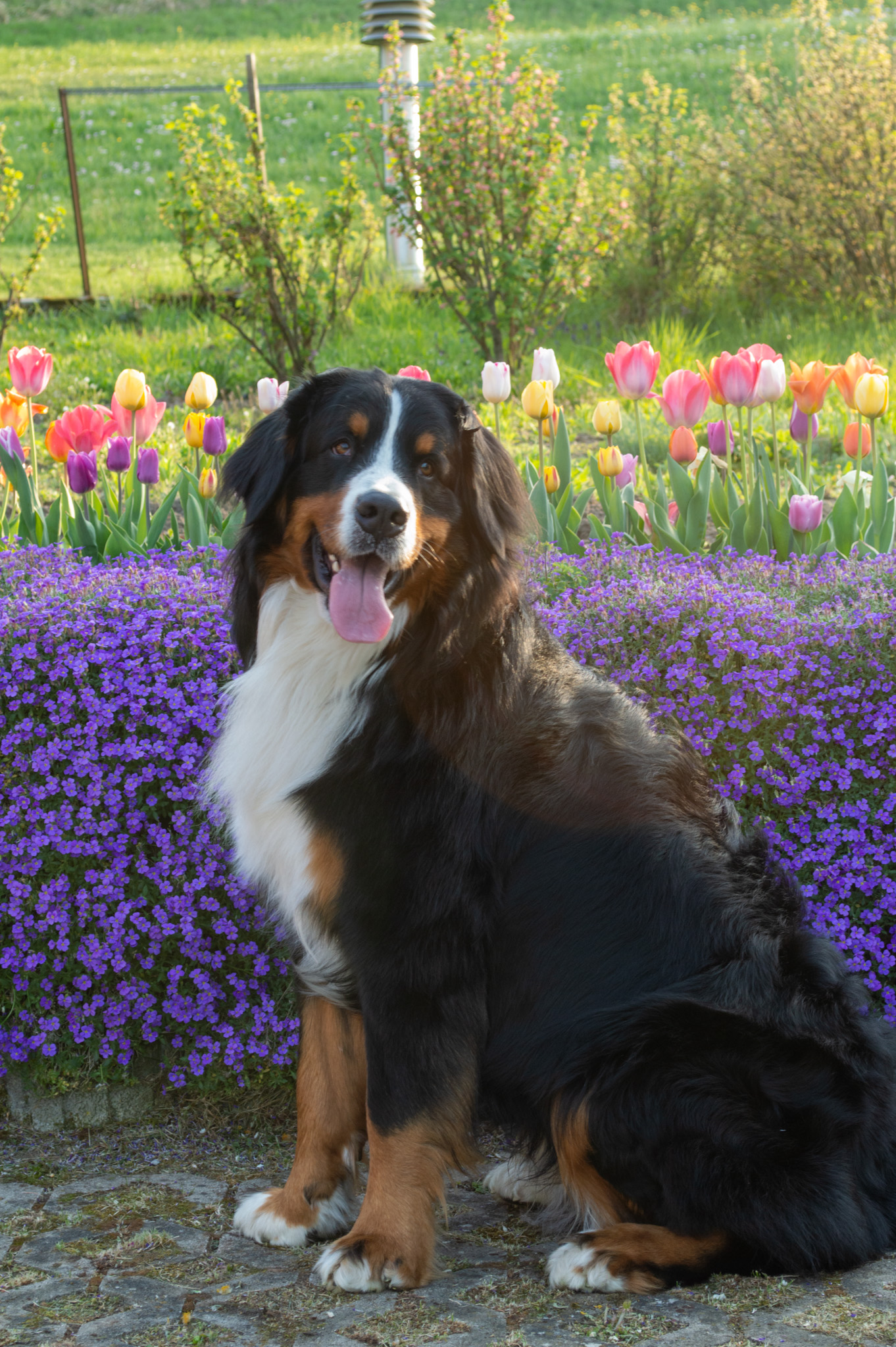 Berner Sennenhund Buddy sitzt vor einem Blumenbeet