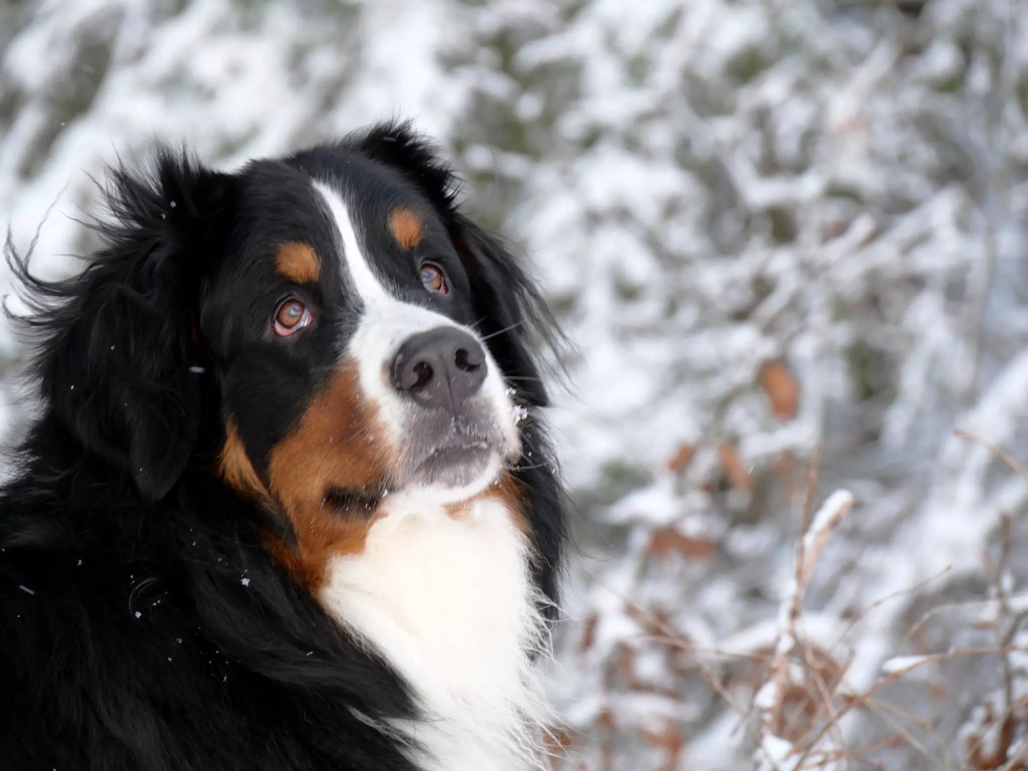 Berner Sennenhund Buddy im Schnee